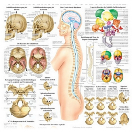 L'osteopatia è una medicina alternativa