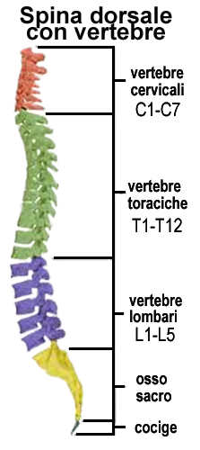 spina dorsale e vertebre spina dorsale e vertebre