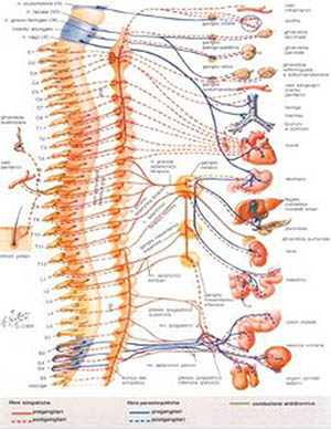 neuralterapia neuralterapia